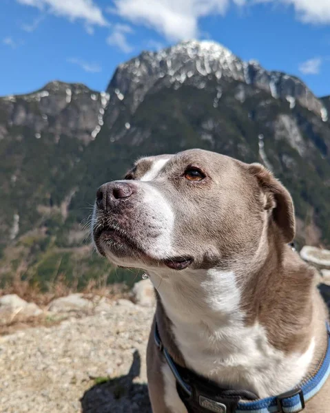 stock image A vertical shot of a cute gray American Staffordshire Terrier with mountains in the blurred background