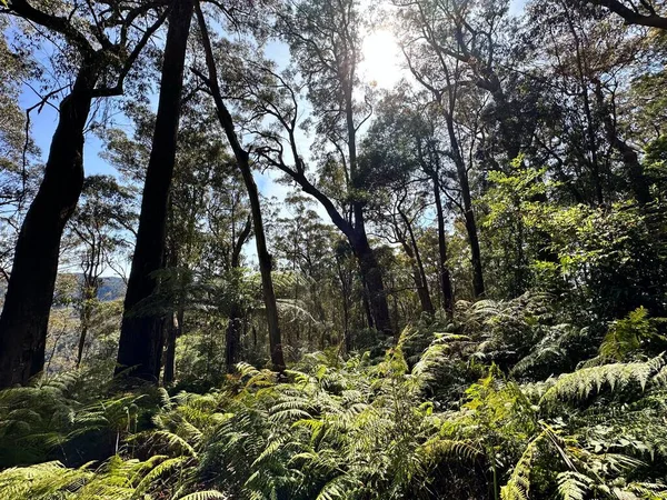 森の木々 を通して輝く太陽 — ストック写真