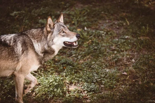 Gros Plan Beau Loup Eurasien Dans Une Forêt Par Une — Photo