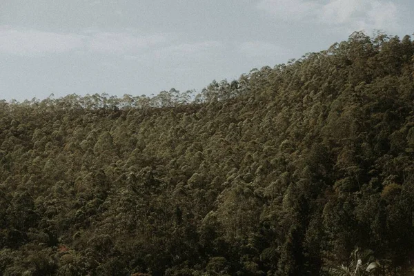 Μια Φυσική Θέα Ενός Τροπικού Δάσους Στο Ρίο Ντε Τζανέιρο — Φωτογραφία Αρχείου