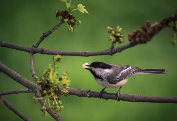 Selective Black Capped Chickadee Poecile Atricapillus Branch — Stock Photo, Image