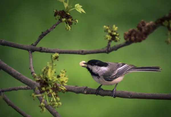 Bir Dalda Siyah Başlıklı Bir Piliç Poecile Atricapillus Seçimi — Stok fotoğraf