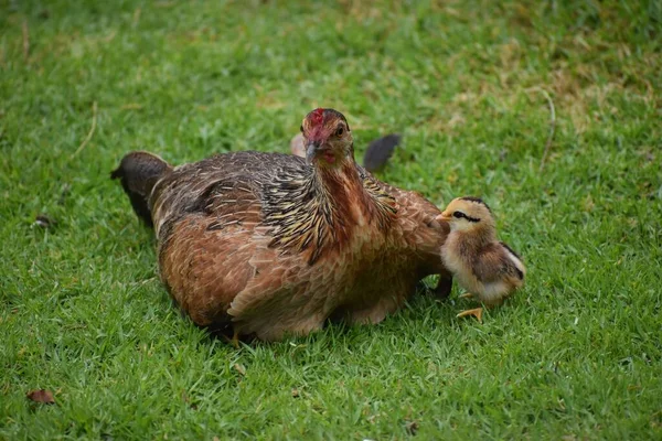 Matka Kurczak Jego Pisklę Trawie — Zdjęcie stockowe