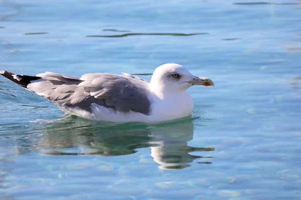 Closeup View Seagull Swimming Waves — Stock Photo, Image