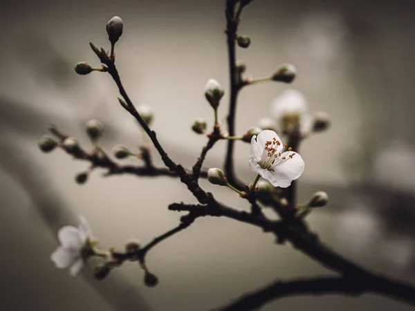 Close Seup Shor White Blossoms Tree — стоковое фото