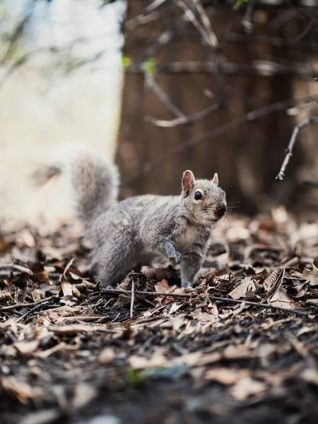 Eine Nahaufnahme Von Grauhörnchen Auf Dem Boden Mit Abgefallenen Blättern — Stockfoto