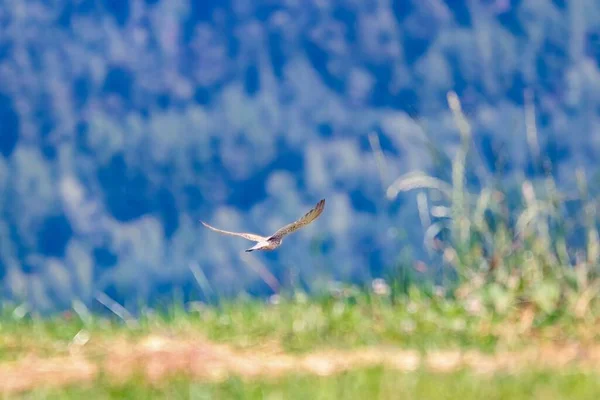 Selective Focus Kestrel Flying Field Covered Greenery Sunlight — Stock Photo, Image