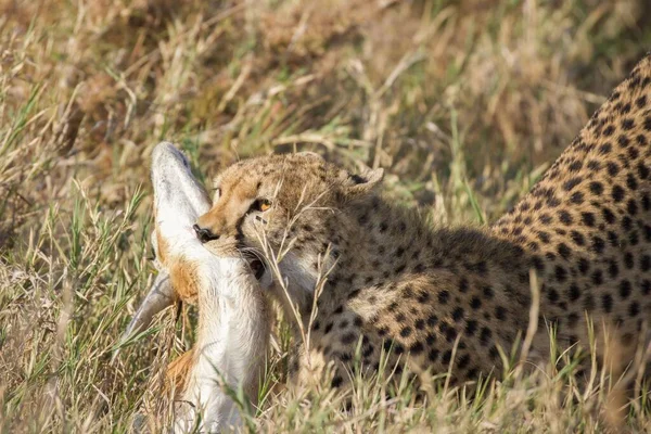 Cheetah Slätterna Serengeti Nationalpark — Stockfoto