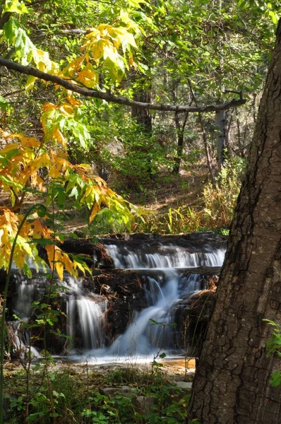 Uma Bela Vista Córregos Com Pedras Uma Floresta Outono Durante — Fotografia de Stock