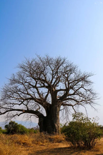 Pionowe Ujęcie Wielkiego Gołego Drzewa Suchej Ziemi Otoczonej Krzakami Ciągu — Zdjęcie stockowe