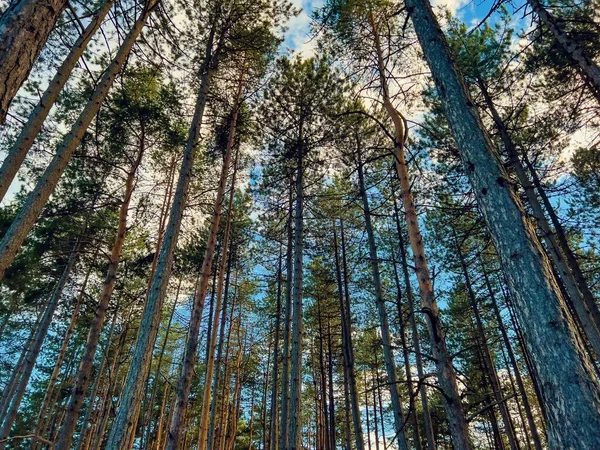 Низкоугольный Снимок Леса Большим Количеством Высоких Деревьев — стоковое фото