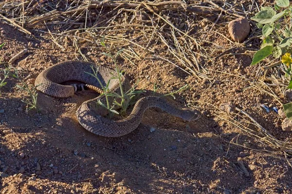 Egy Nyugati Csörgőkígyó Közelsége Készen Áll Hogy Lecsapjon Zsákmányára — Stock Fotó