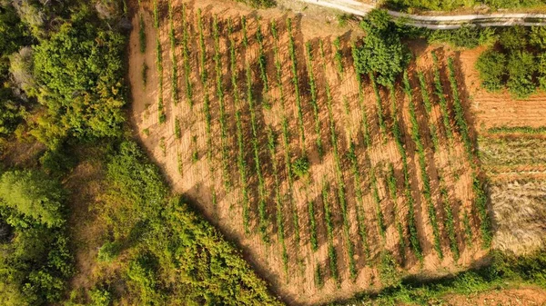 Una Vista Aérea Una Plantación Agrícola Durante Día — Foto de Stock