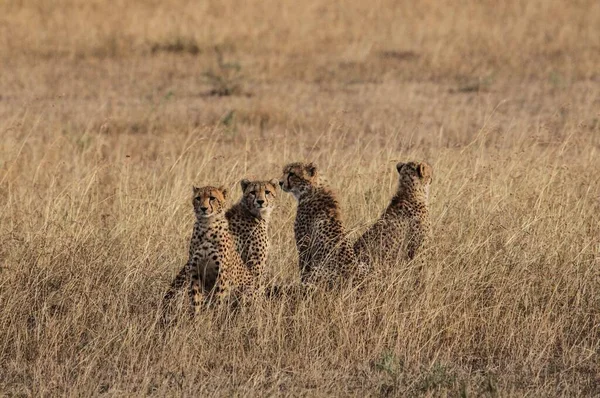 Cheetah Las Llanuras Del Parque Nacional Del Serengeti — Foto de Stock