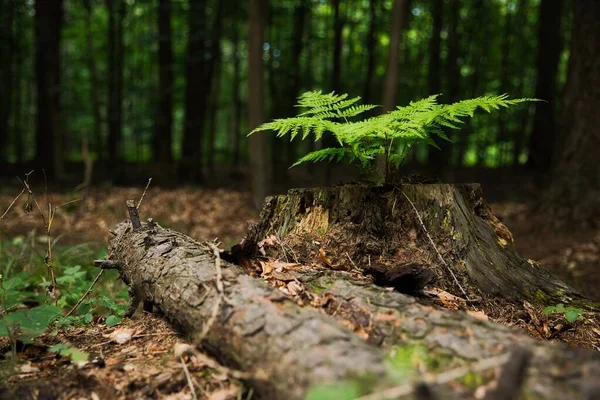 Toco Árvore Com Uma Planta Verde Crescendo Fora Dele — Fotografia de Stock