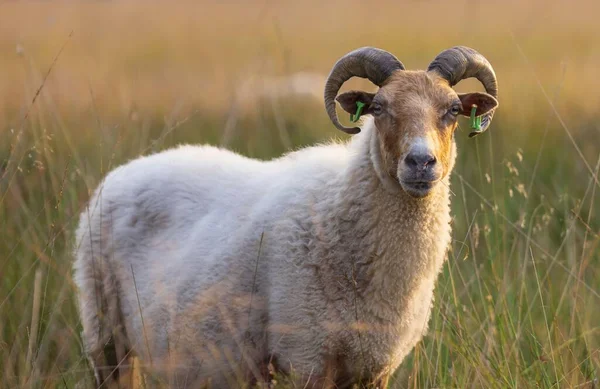 Kameraya Bakan Zlandalı Bir Koyunun Yakın Çekimi — Stok fotoğraf