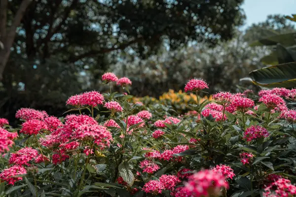 Una Hermosa Vista Flores Rosadas — Foto de Stock
