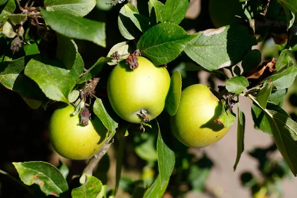Ένα Κοντινό Πλάνο Ώριμων Πράσινων Μήλων Που Κρέμονται Μια Πράσινη — Φωτογραφία Αρχείου