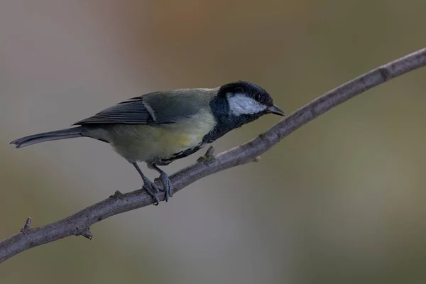 Closeup Shot Cute Great Tit Bird Perched Branch — Fotografia de Stock
