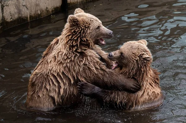 Grizzlybjörnarna Leker Med Varandra Dammen — Stockfoto