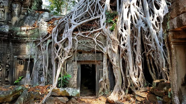 Nahaufnahme Eines Antiken Gebäudes Unter Baumwurzeln Krong Siem Reap Kambodscha — Stockfoto