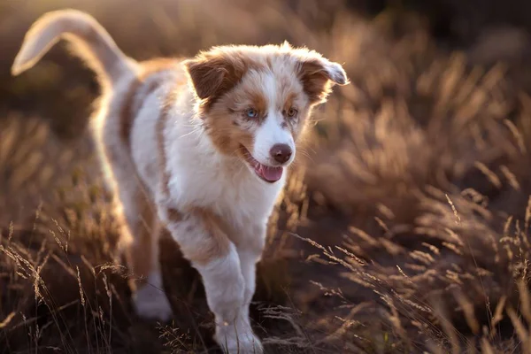 Een Close Van Een Australische Herder Puppy Een Lavendelveld Gouden — Stockfoto