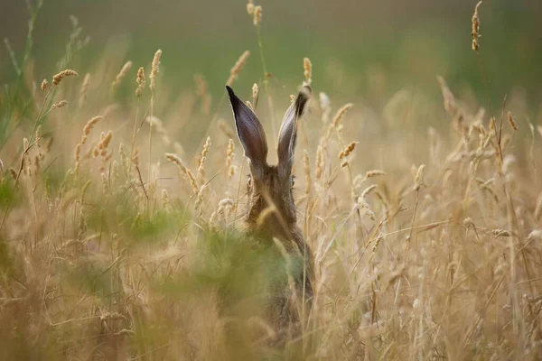 Cute Brown Hare Peeking Field — Stock Photo, Image