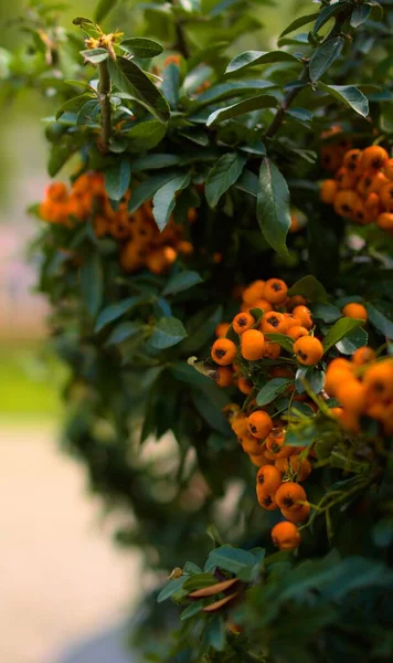 Primer Plano Vertical Los Firethorns Naranja Las Ramas Árboles Exuberantes — Foto de Stock