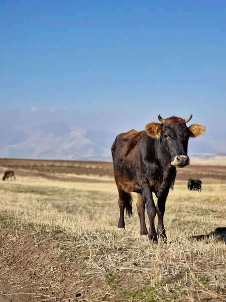 stock image A vertical shot of a black heck cattle in the field