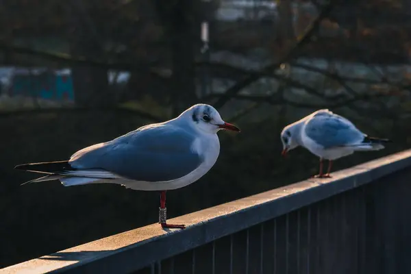 Closeup Shot Perched Seagulls — Stock Photo, Image