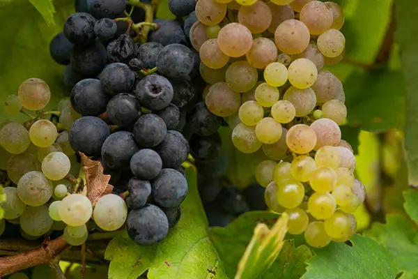 Close Shot Grape Clusters Growing Vineyard — Stock Photo, Image