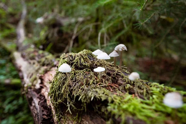 Schöne Aussicht Auf Pilze Die Auf Dem Ast Wachsen — Stockfoto