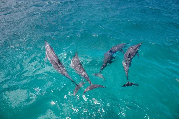 Group Spinner Dolphins Floating Turquoise Water Surface Stenella Longirostris — Stock Photo, Image