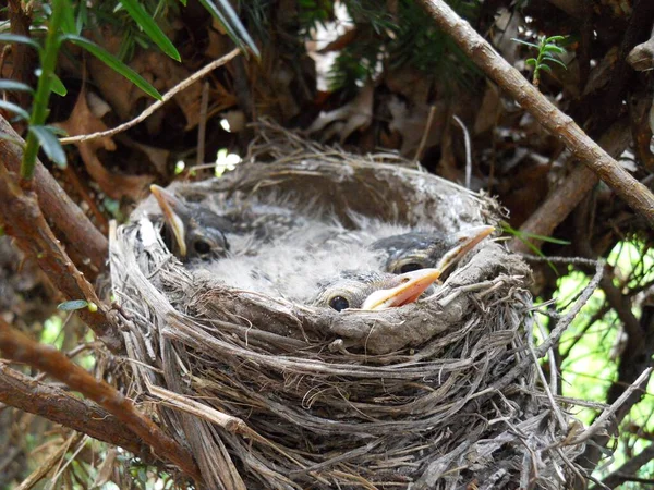 Pájaros Bebé Nido Construido Algunos Arbustos —  Fotos de Stock