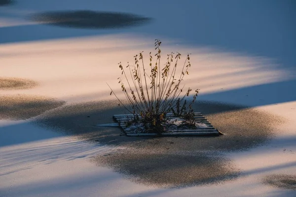 Крупный План Растений Замёрзшем Озере — стоковое фото
