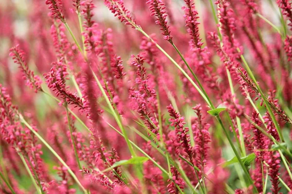 Selective Focus Shot Pink Persicaria Flowers Swaying Wind Meadow — Stock Photo, Image