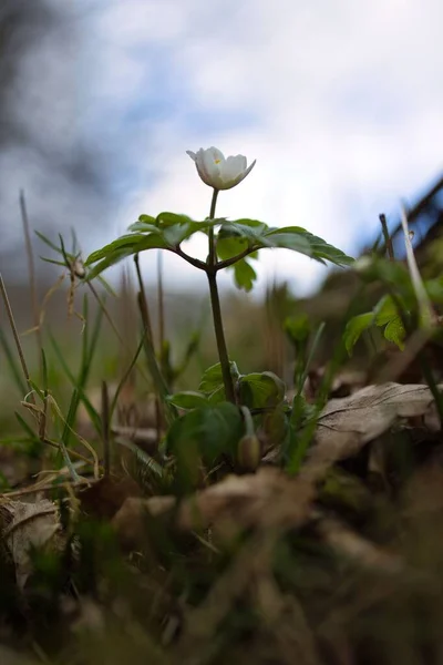 Μια Κάθετη Άποψη Του Ένα Λουλούδι Anemone — Φωτογραφία Αρχείου