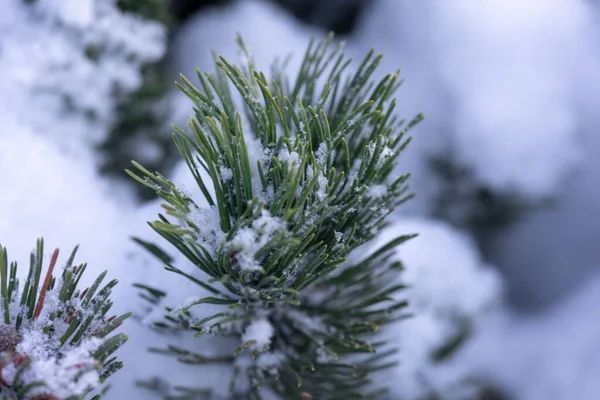 Zbliżenie Ujęcia Gałęzi Sosny Pokrytych Śniegiem — Zdjęcie stockowe