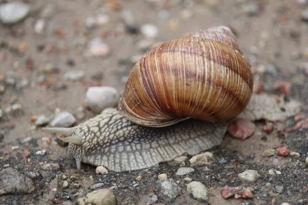 Closeup Adorable Burgundy Snail Ground — Stock Photo, Image