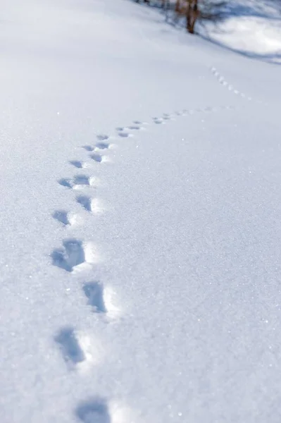 Függőleges Kilátás Állatok Lábnyomára Mély Felszínén Télen — Stock Fotó