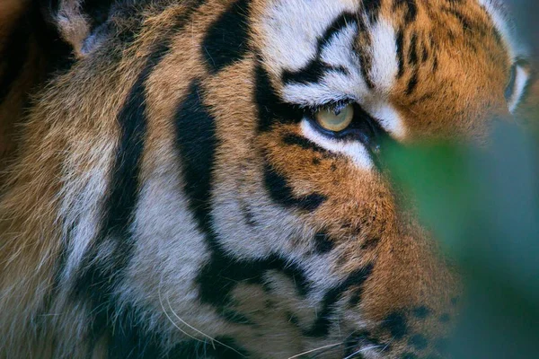 Närbild Tigers Ansikte Med Suddig Förgrund — Stockfoto