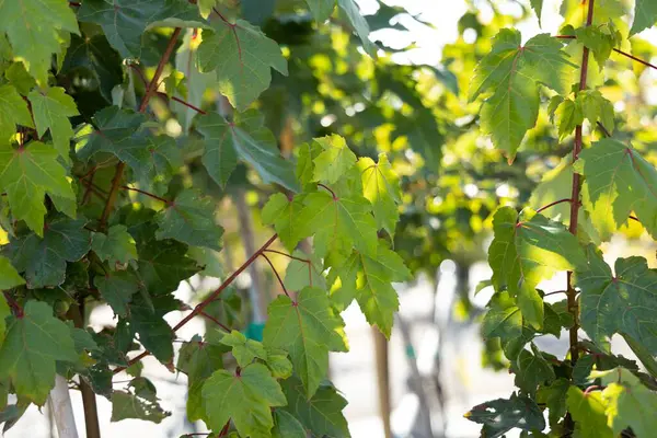 Detailní Záběr Zeleného Javorového Listí Větvi — Stock fotografie