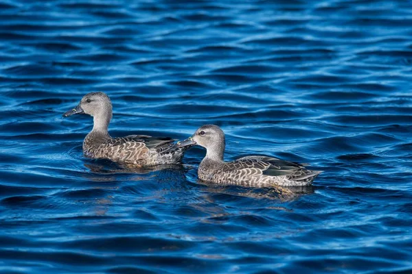 Dwie Dzikie Kaczki Pływające Spokojnym Jeziorze — Zdjęcie stockowe