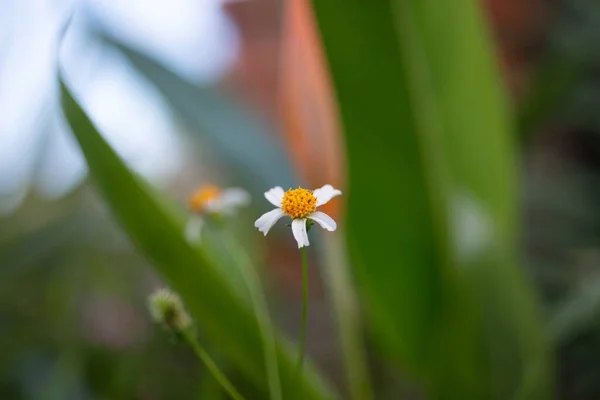 Egy Kis Fehér Licit Alba Virág Szelektív Fókusz Zöld Mezőn — Stock Fotó