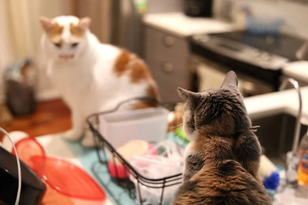 Zbliżenie Kotów Siedzących Kuchni — Zdjęcie stockowe