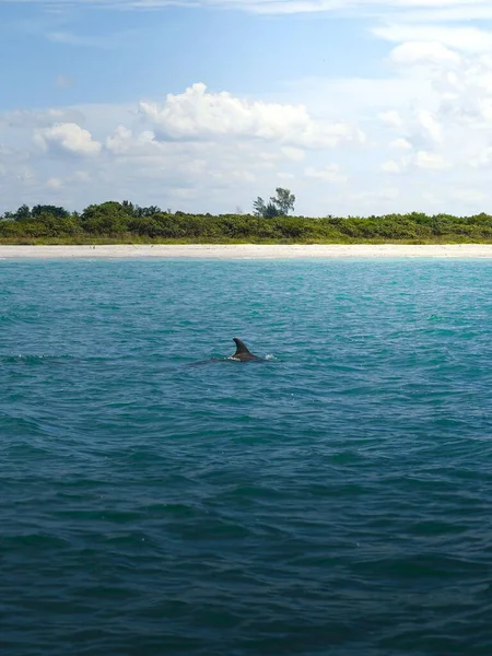 바다에 돌고래 — 스톡 사진