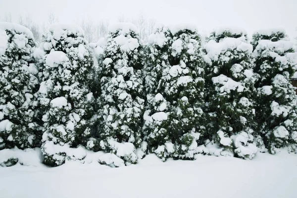 Winter Scenery Green Thuds Snow — Stock Photo, Image
