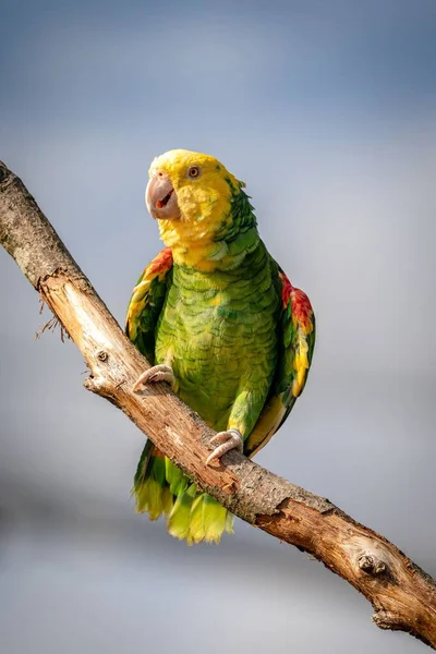 Zbliżenie Żółtogłowej Amazonki Papugi Siedzącej Gałęzi Drzewa — Zdjęcie stockowe
