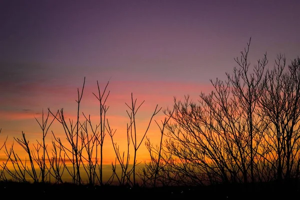 Černé Siluety Listnatých Větví Stromů Proti Barevnému Pozadí Zapadajícího Slunce — Stock fotografie