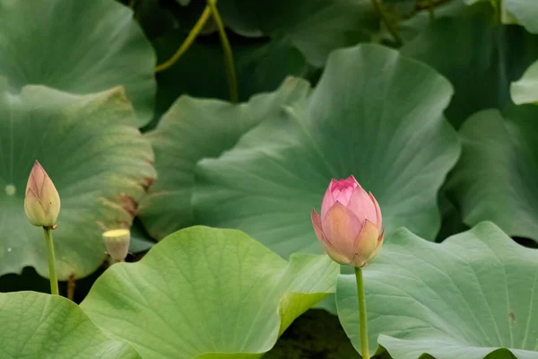 Ροζ Άνθη Λωτού Ανθίζουν Μια Λίμνη Που Περιβάλλεται Από Φύλλα — Φωτογραφία Αρχείου